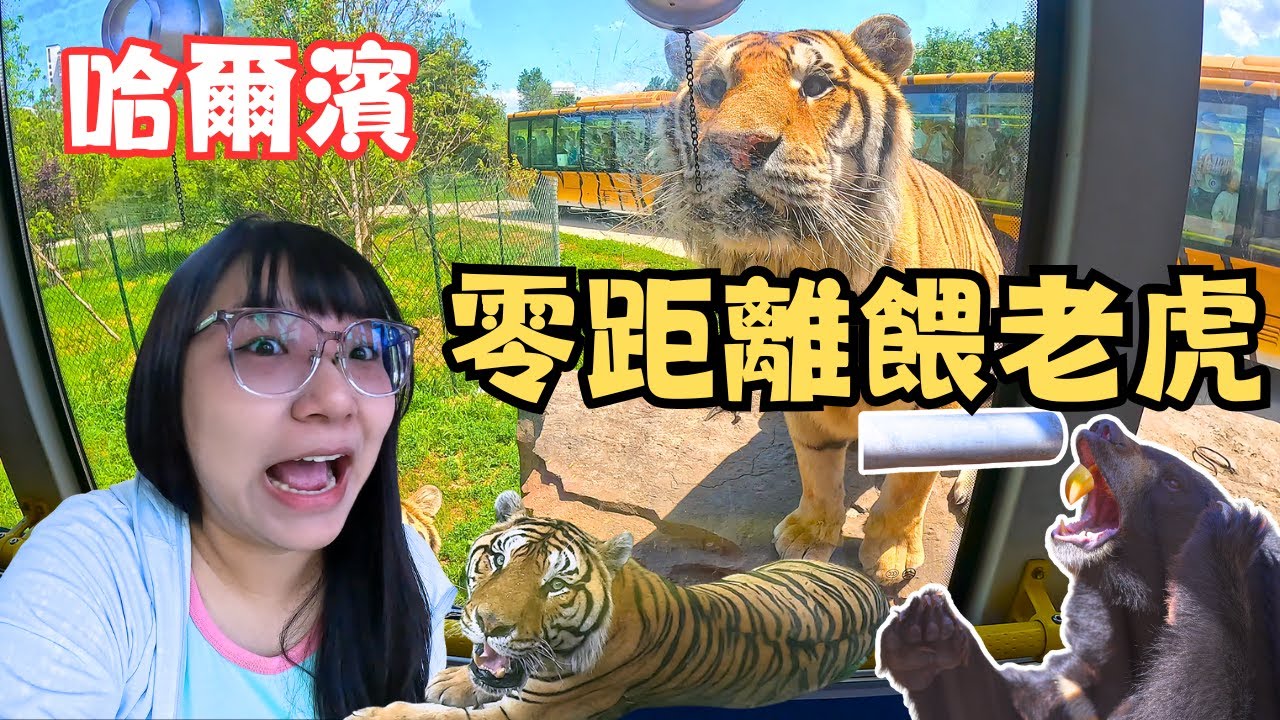 超熱鬧哈爾濱啤酒節|我大東北一斤西瓜9毛錢 東北早市 東北虎園餵老虎