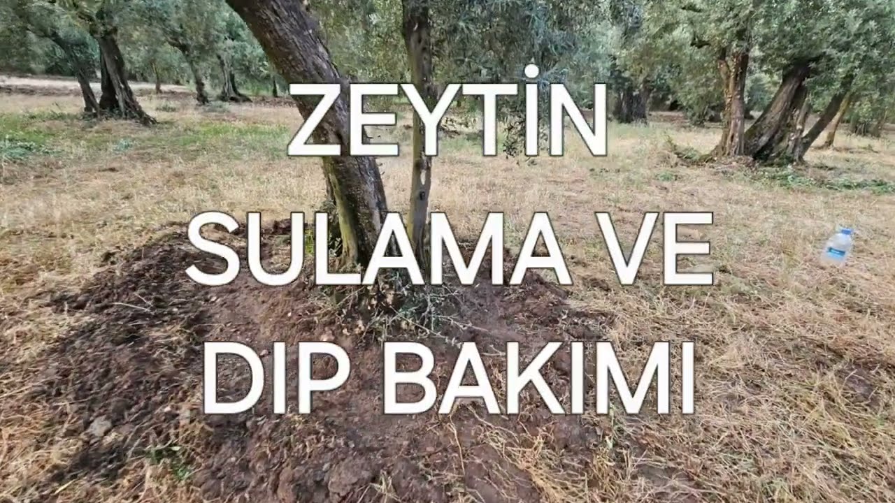 ZEYTIN SULAMA VE DIP TEMİZLİĞİ #nature #zeytinyağı #zeytin #orhangazi #bursa #tarım tarim