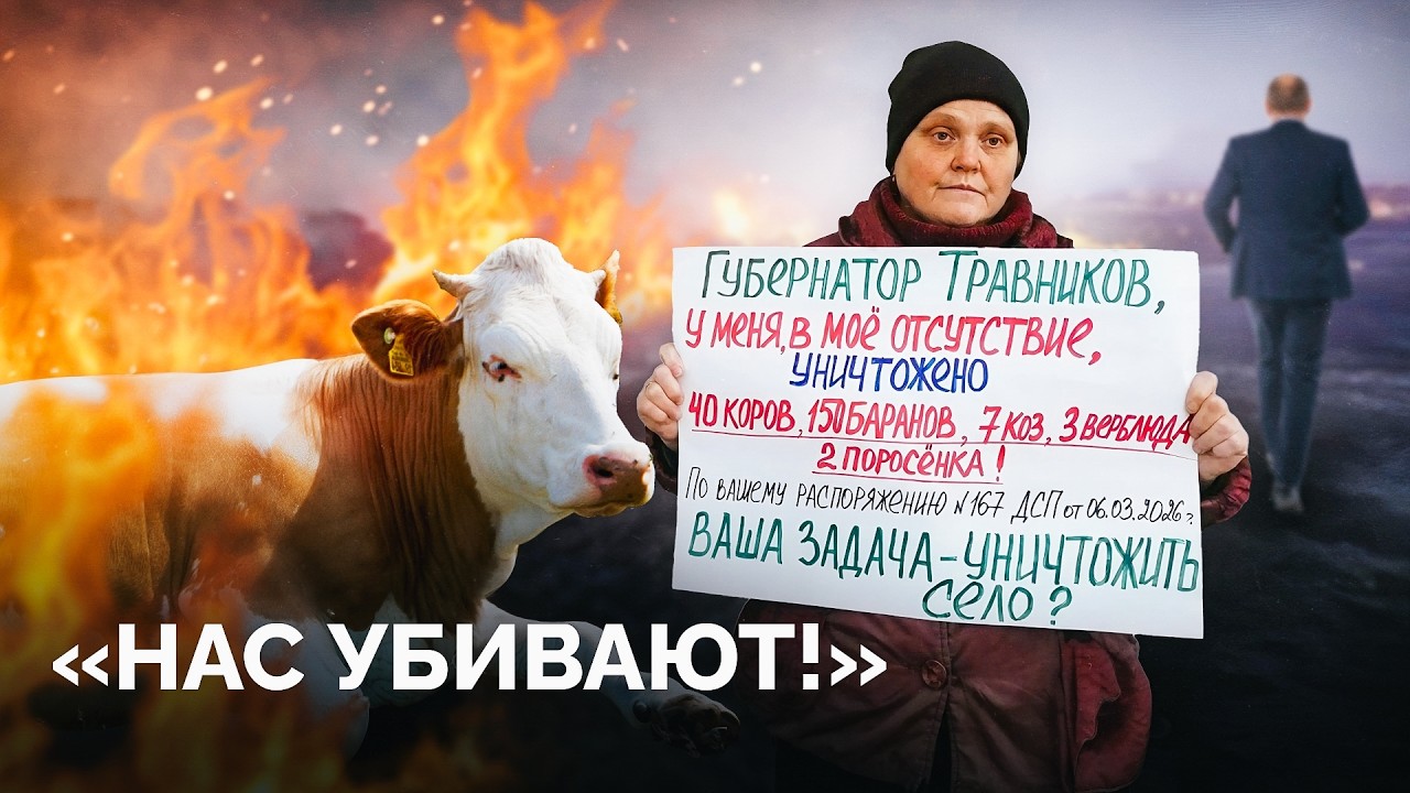 «Забирают скот по беспределу!»: почему в Новосибирской области идет массовый забой коров?