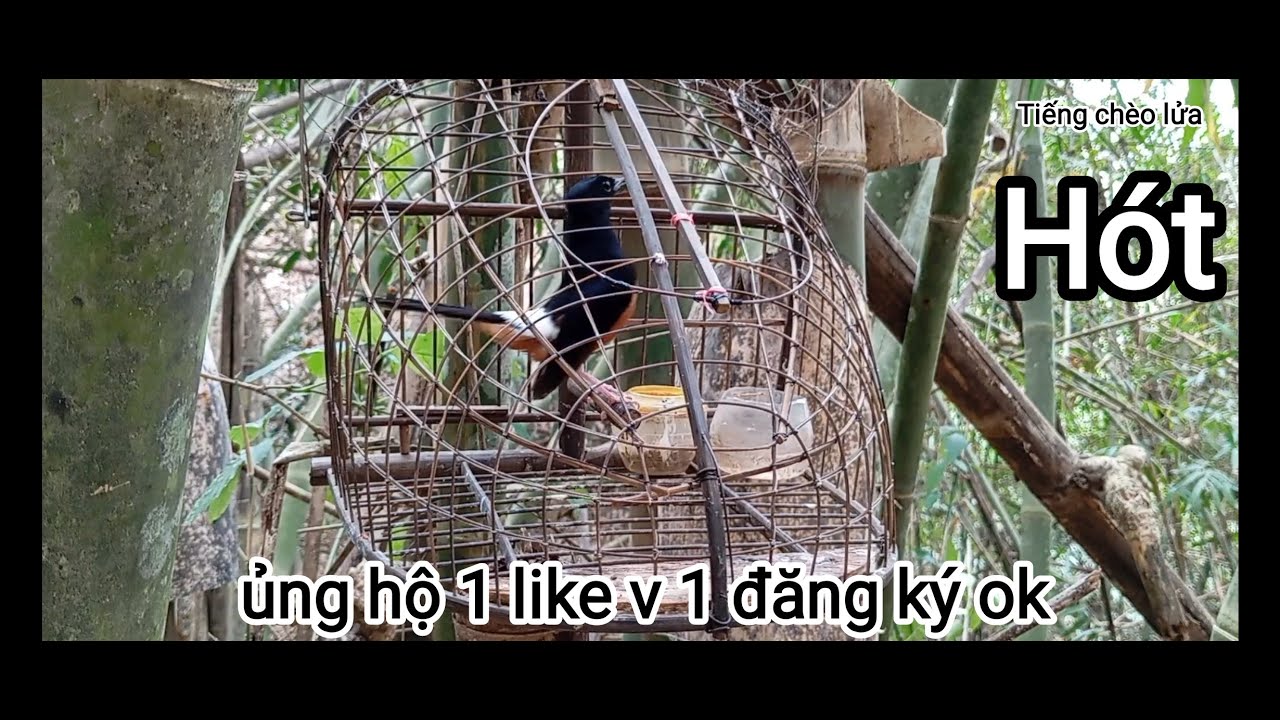 Tiếng Chòe lửa hót đấu.bổi già rừng, chòe lửa hót mới nhất