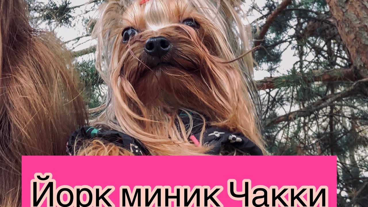 Мини Йорик -1кг. Моя третья собака! Все о Чакки,откуда он?