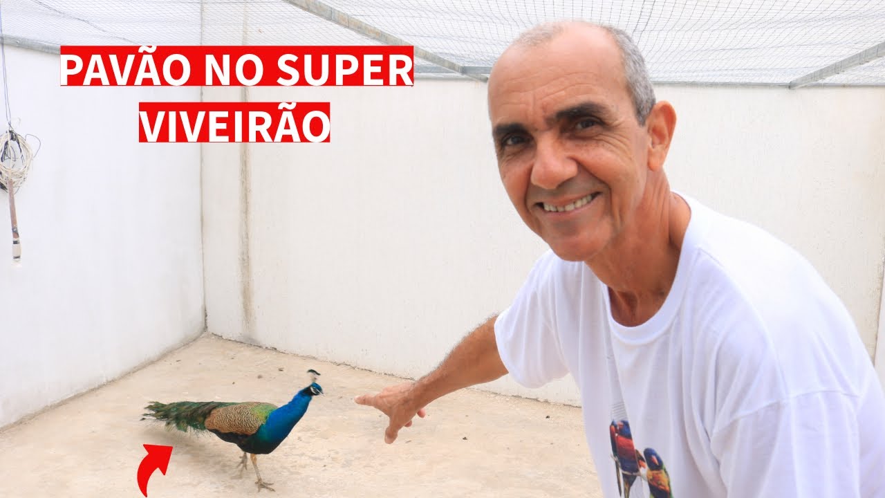 COLOCAMOS UM PAVÃO NO SUPER VIVEIRO - DICAS PARA O SUCESSO NA TEMPORADA