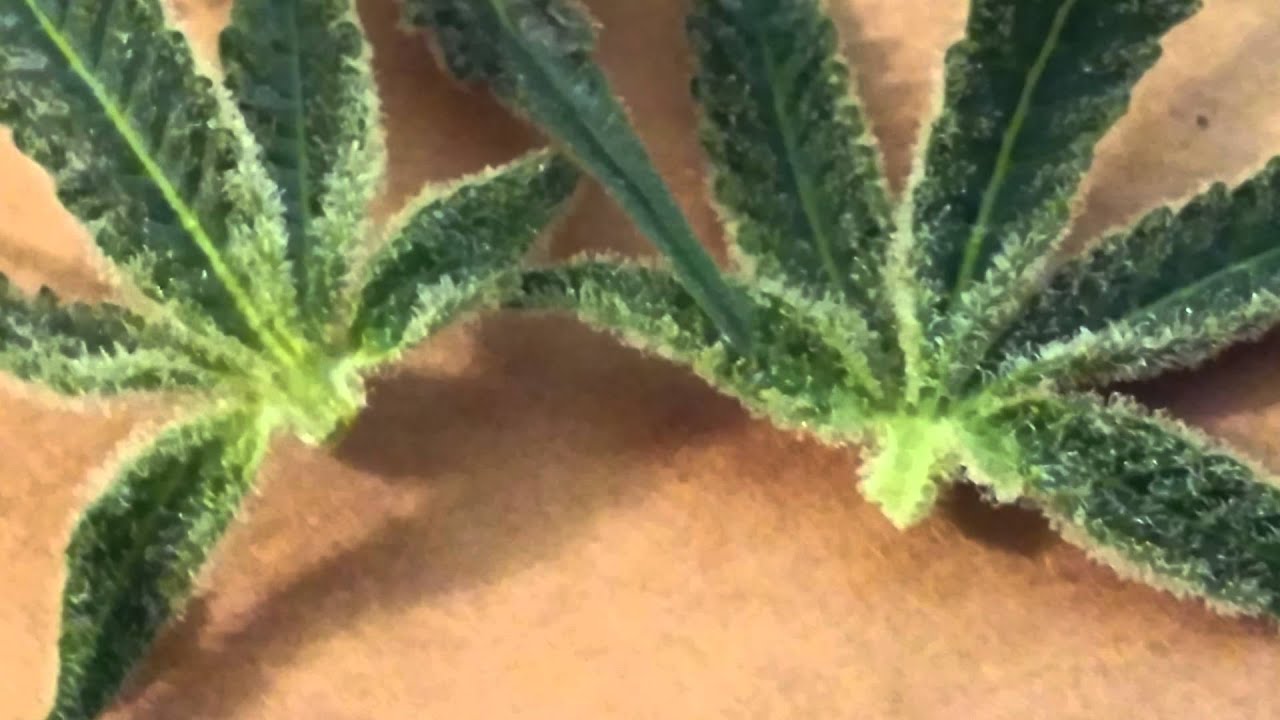 Querkle # 1 leaves