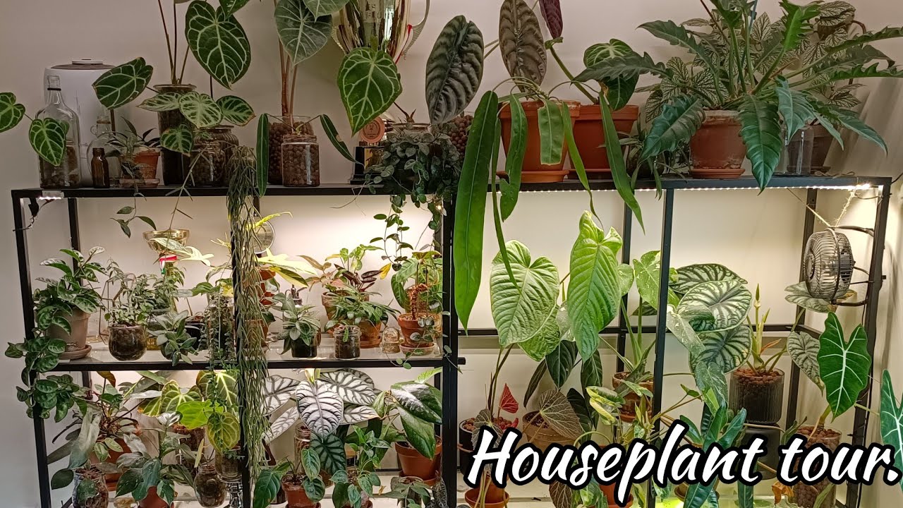 Przegląd regału 🌱 Rośliny w szczycie sezonu.
