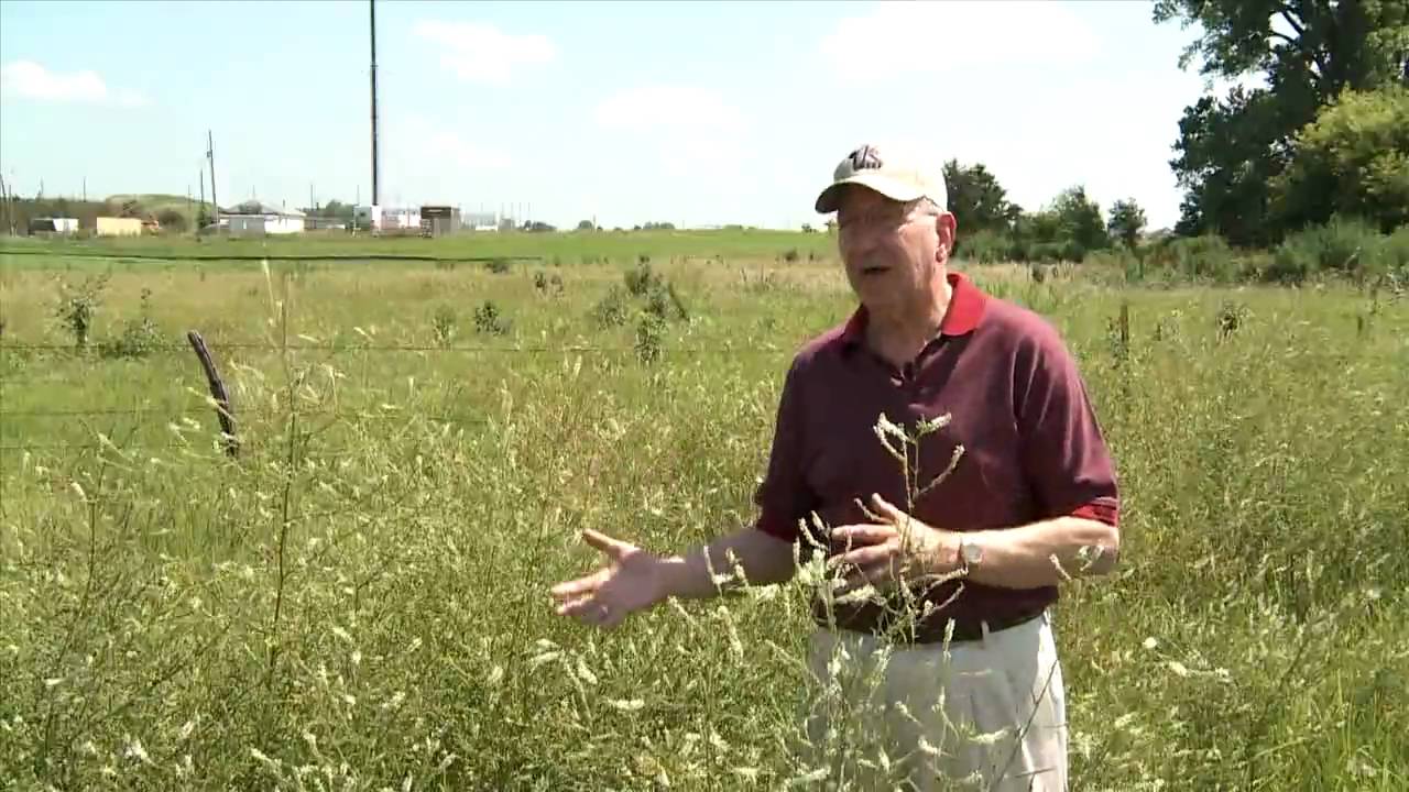 Eye on Agriculture Today:  Toxic Weeds in Hay and Pastures