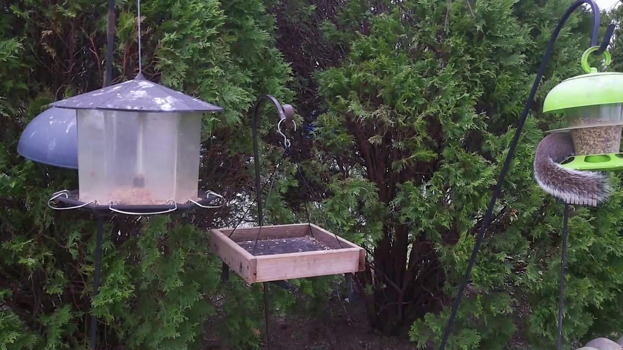 Live Bird Feeder Cam