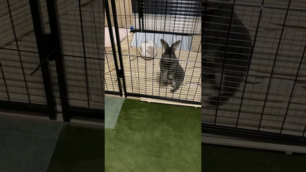 Netherland Dwarf rabbitのまるちゃん
