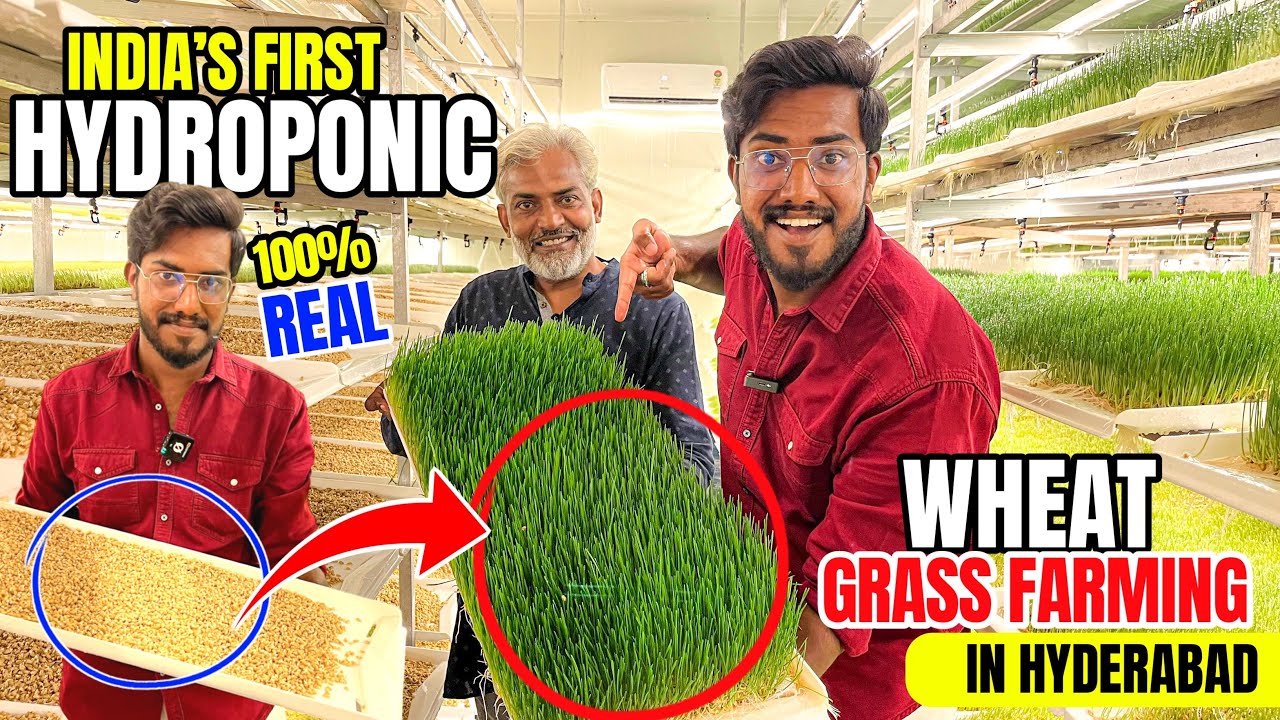 Первая в Индии 🇮🇳 🔥Гидропоника 💦 Ростки пшеницы 🌱Выращивание ростков пшеницы от А до Я в домашних...