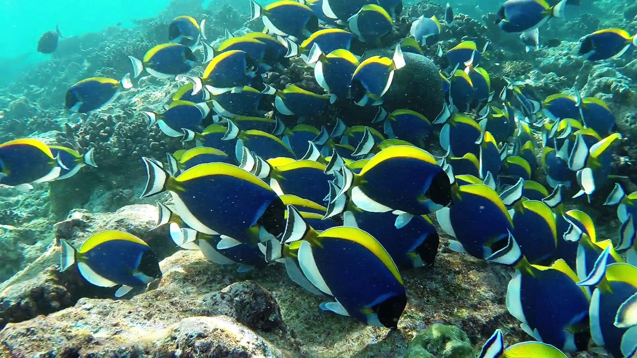 Dhigurah Maldives diving