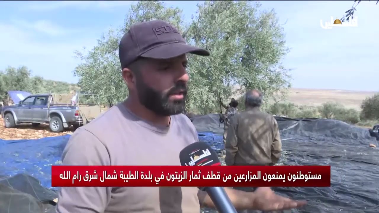 مستوطنون يمنعون المزارعين من قطف ثمار الزيتون في بلدة الطيبة شمال شرق رام الله
