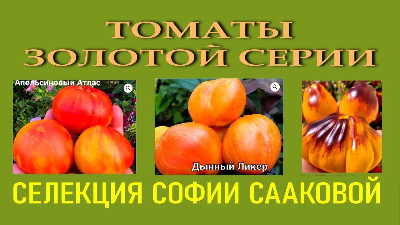 Томаты селекции Софии Сааковой - Апельсиновый Атлас - Золотая Чалма - Дынный Ликер - Выбор 2026