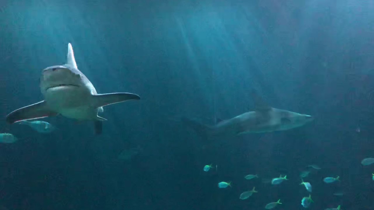 Ban shark finning