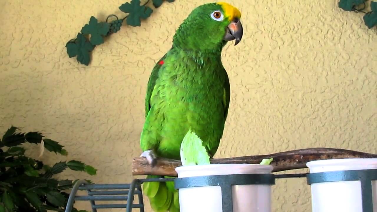 Yellow Fronted Amazon Parrot.MOV