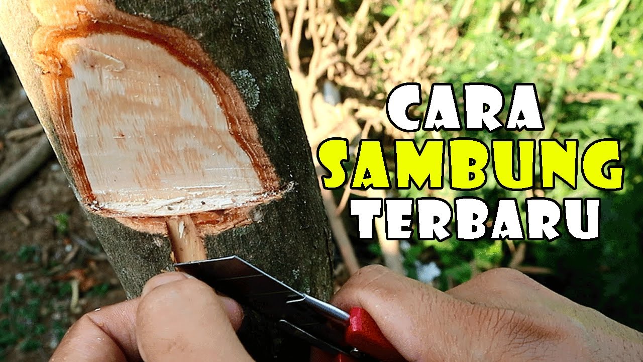 cara sambung kelengkeng terbaru agar cepat berbuah