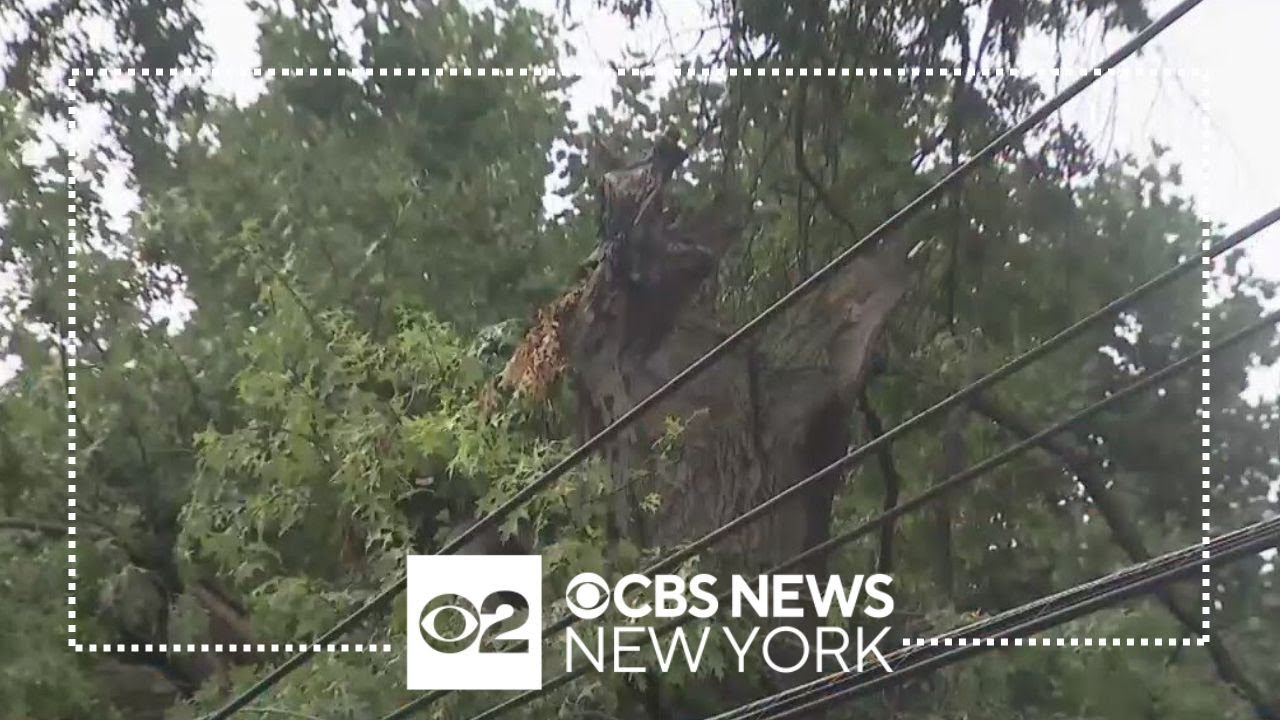 35 customers in the Bronx without power after tree fell on wires