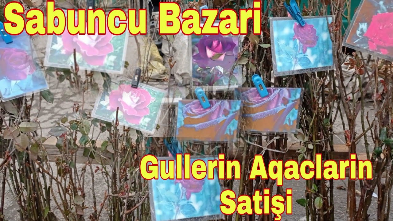 Sabuncu Bazari Güllerin Agaclarin Satışı 20 03 2022
