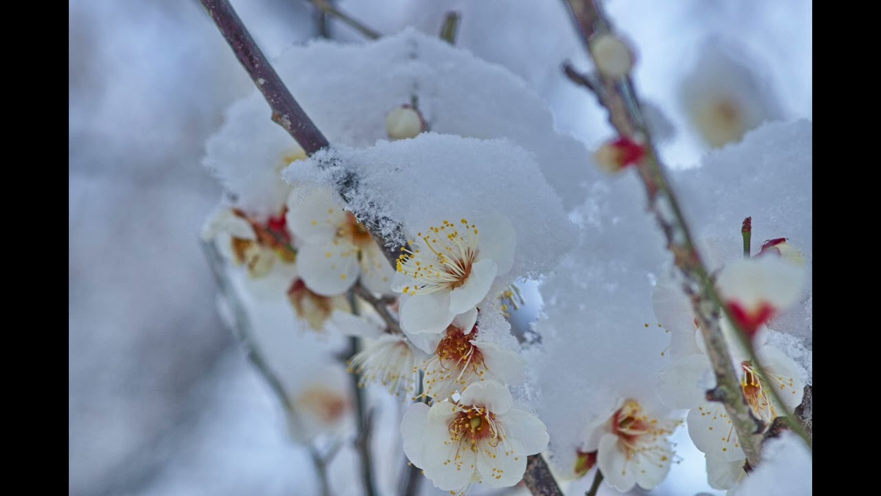 感激を求めて　つくば市 梅園公園　雪化粧した梅　2026年2月8日　茨城県つくば市
