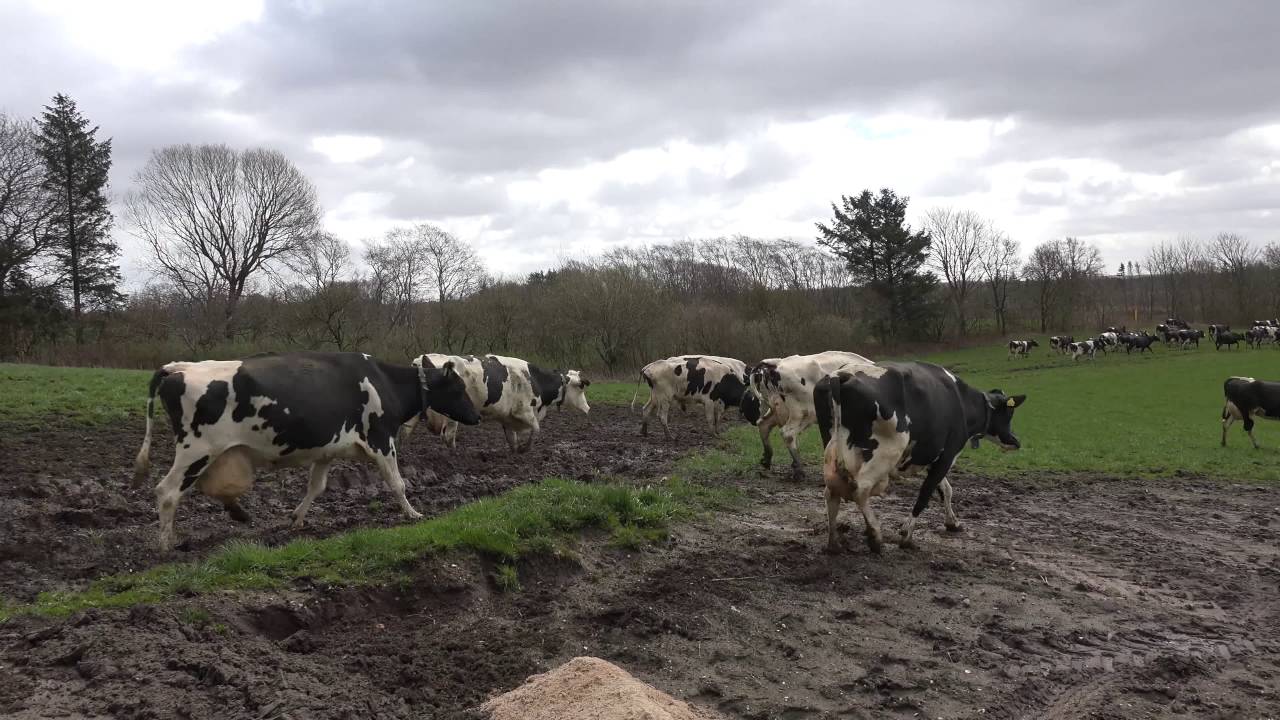 Happy cows jumping; first time out in the open after a long Winter