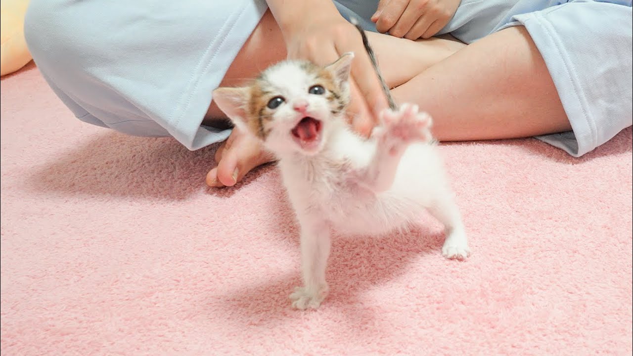 The Rescued Kitten's Joyful Cry Before Eating Food 🤣