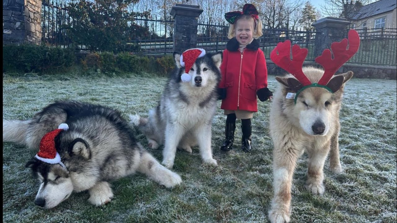 Dogs Go Crazy For Their Family Coming Home Reunion! (Surprise Ending For Amelia!!)
