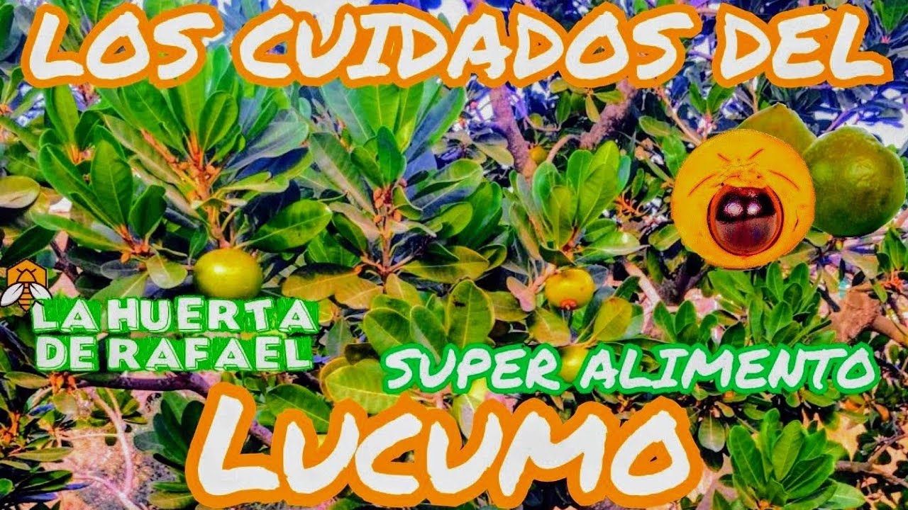 Los cuidados del lucumo o &aacute;rbol de l&uacute;cuma|&bull;|Pouteria lucuma|&bull;|El cultivo del lucumo|&bull;|7Matemporada