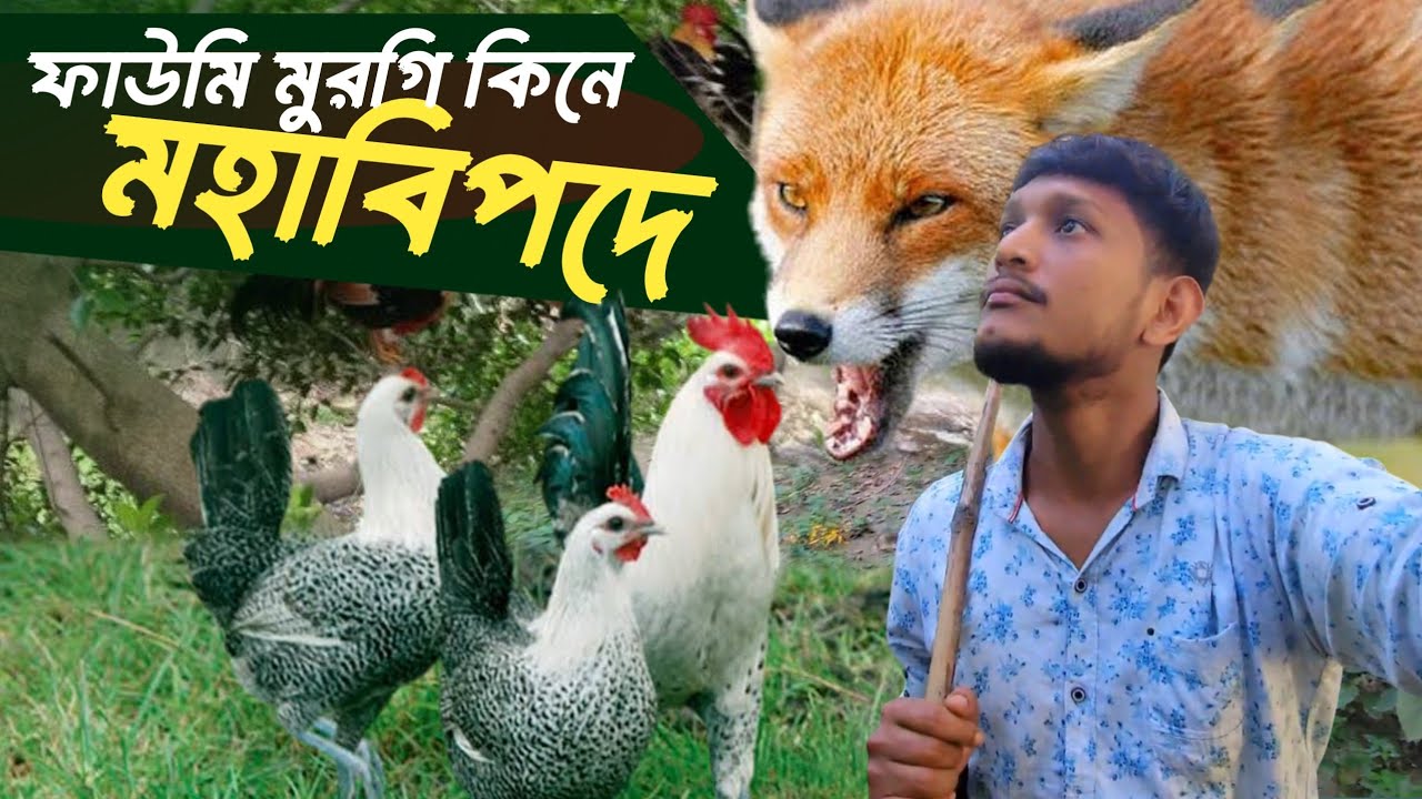 পছন্দের ফাউমি মুরগিটাকি তাহলে শেয়ালের আহারে পরিনত হবে