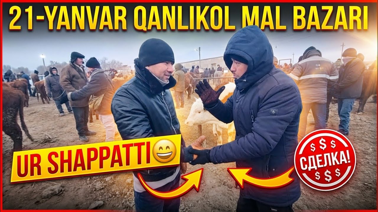 21-ЯНВАРЬ/КАНЛЫКОЛ МАЛ БАЗАРЫ/СКОТНЫЙ РЫНОК/BUQALAR/BIG BULLS IN THE WORLD/BIG COW