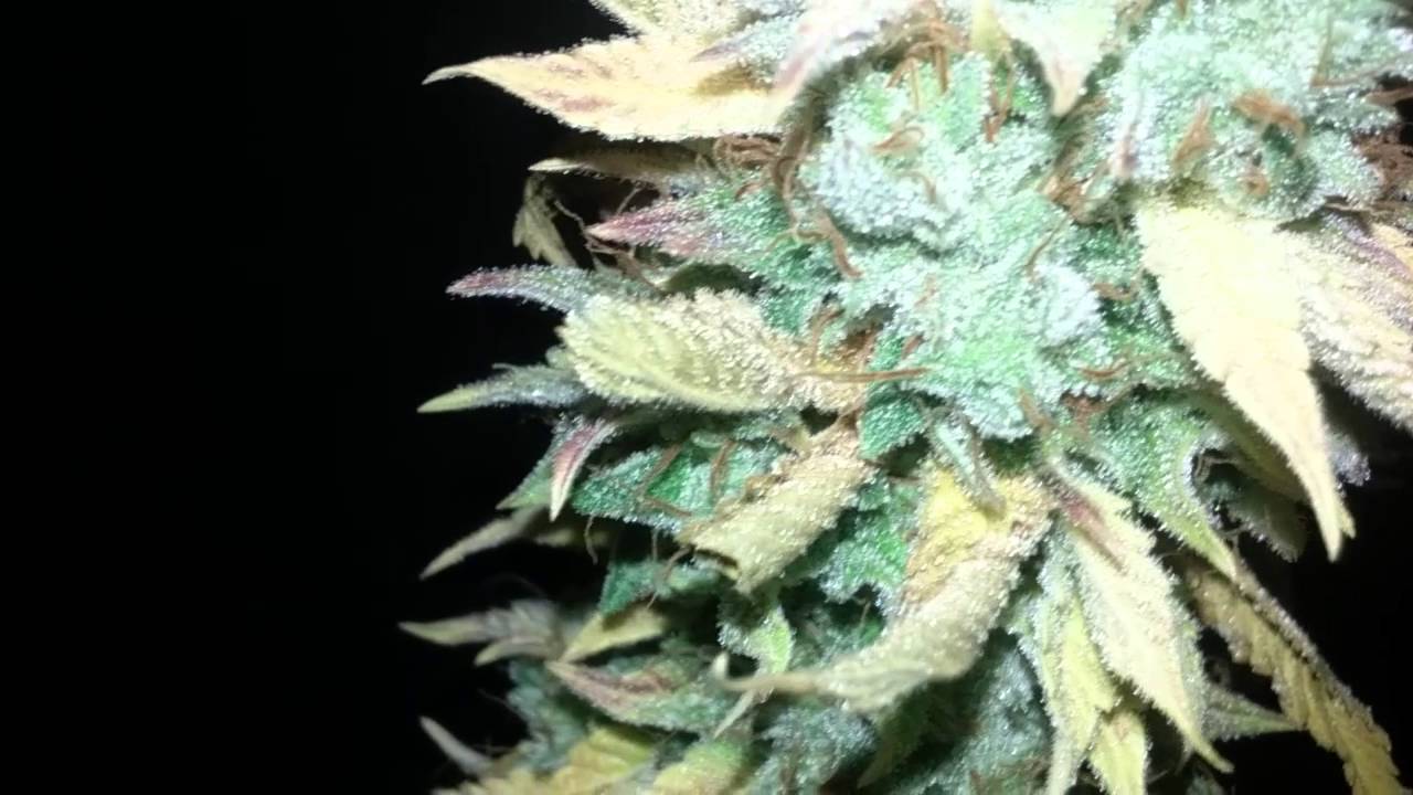 Girl scout cookies cali connection seeds