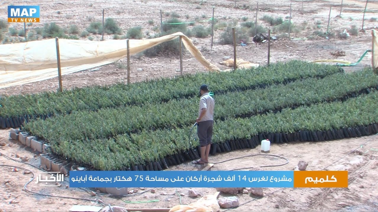 كلميم.. مشروع لغرس 14 ألف شجرة أركان على مساحة 75 هكتار بجماعة أباينو