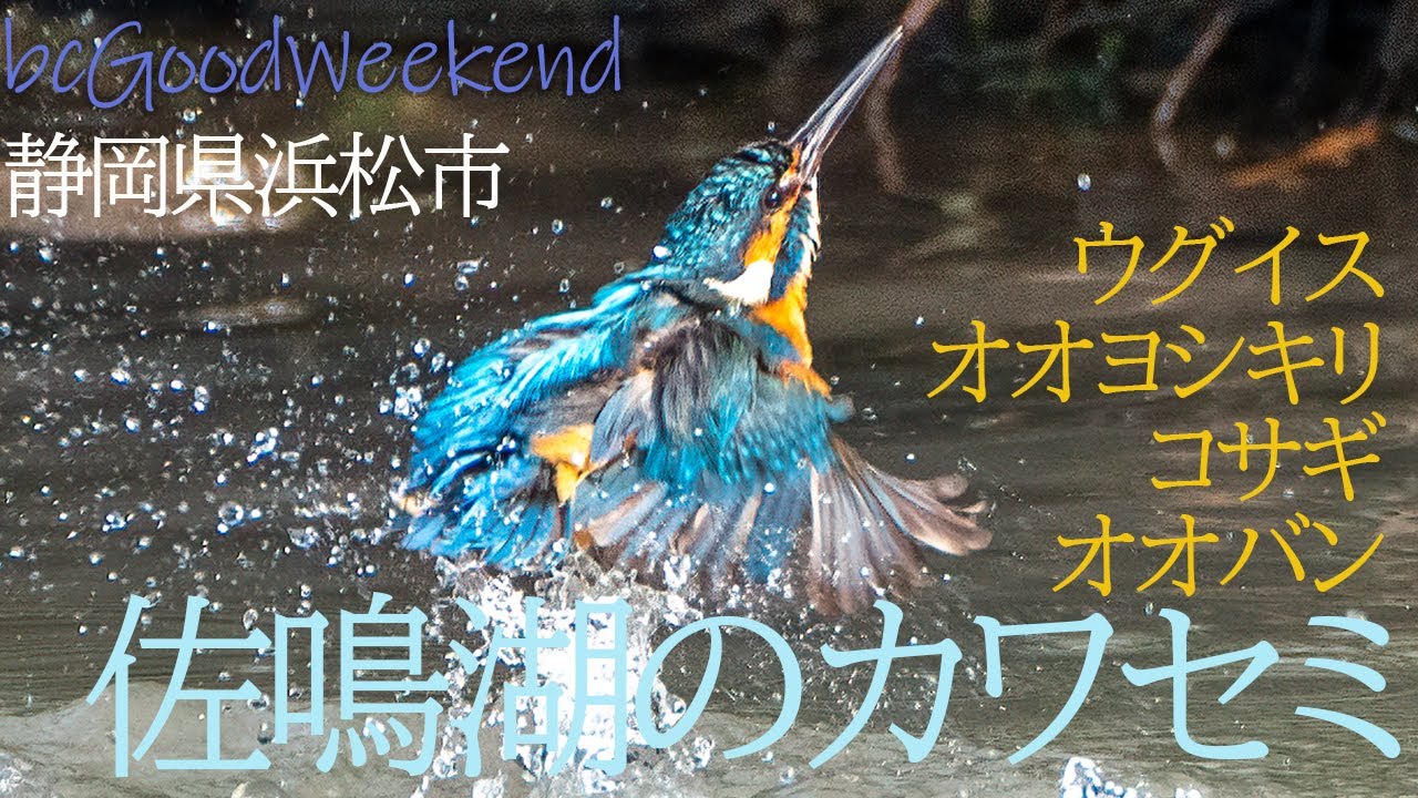 【鳥撮り】佐鳴湖のカワセミ／静岡県浜松市