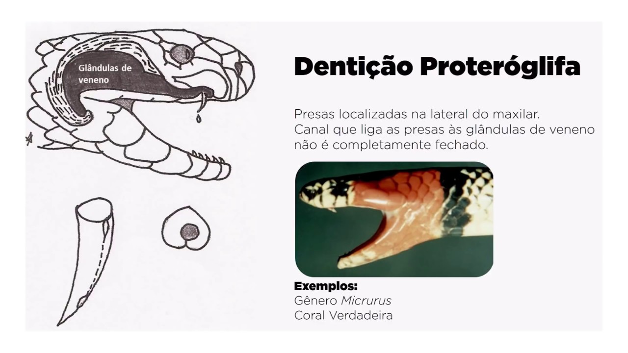 Curso Animais Peçonhentos - Dentição e Fossa Loreal
