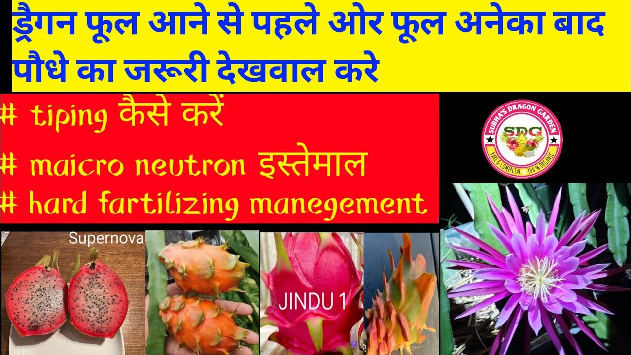 Dragon फुल जल्दी लानेकेलिए कौन कौनसी देखभाल करना है//How to care Dragon fruit plant #dragonfruit