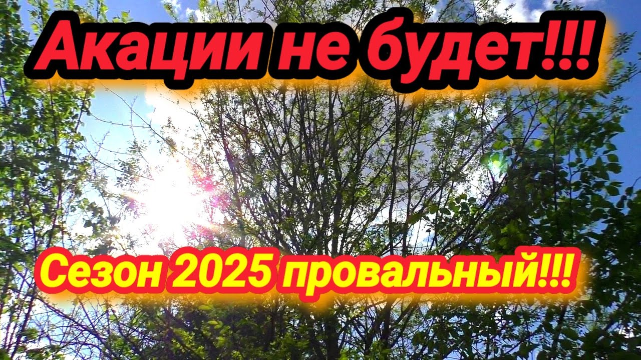 Этот сезон наверно будет самый провальный для меня. Пчеловодство которое пошло не по плану!