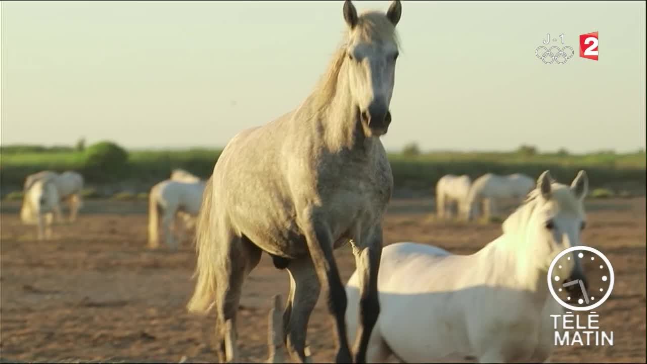 Carré VIP - « Crin blanc » cheval roi de Camargue