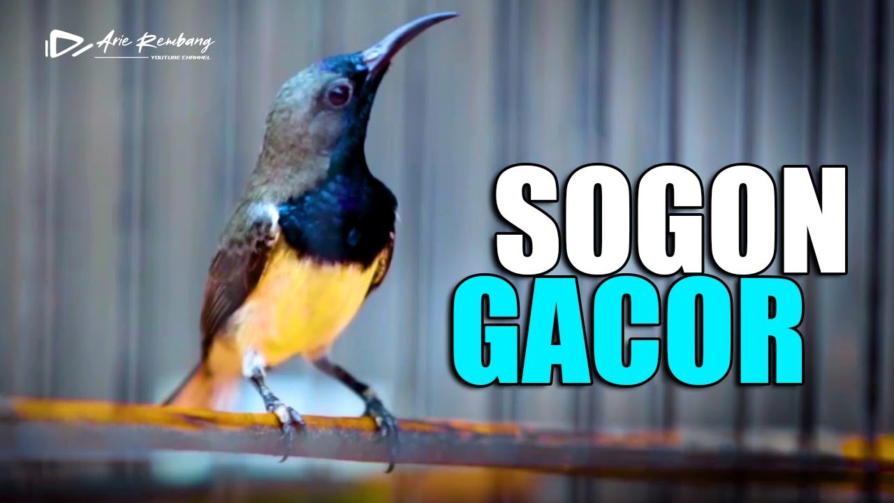 SOGON GACOR FUL NYRECET MATERI MASTERAN GESEKAN MEAWAH UNTUK BURUNG KICAU