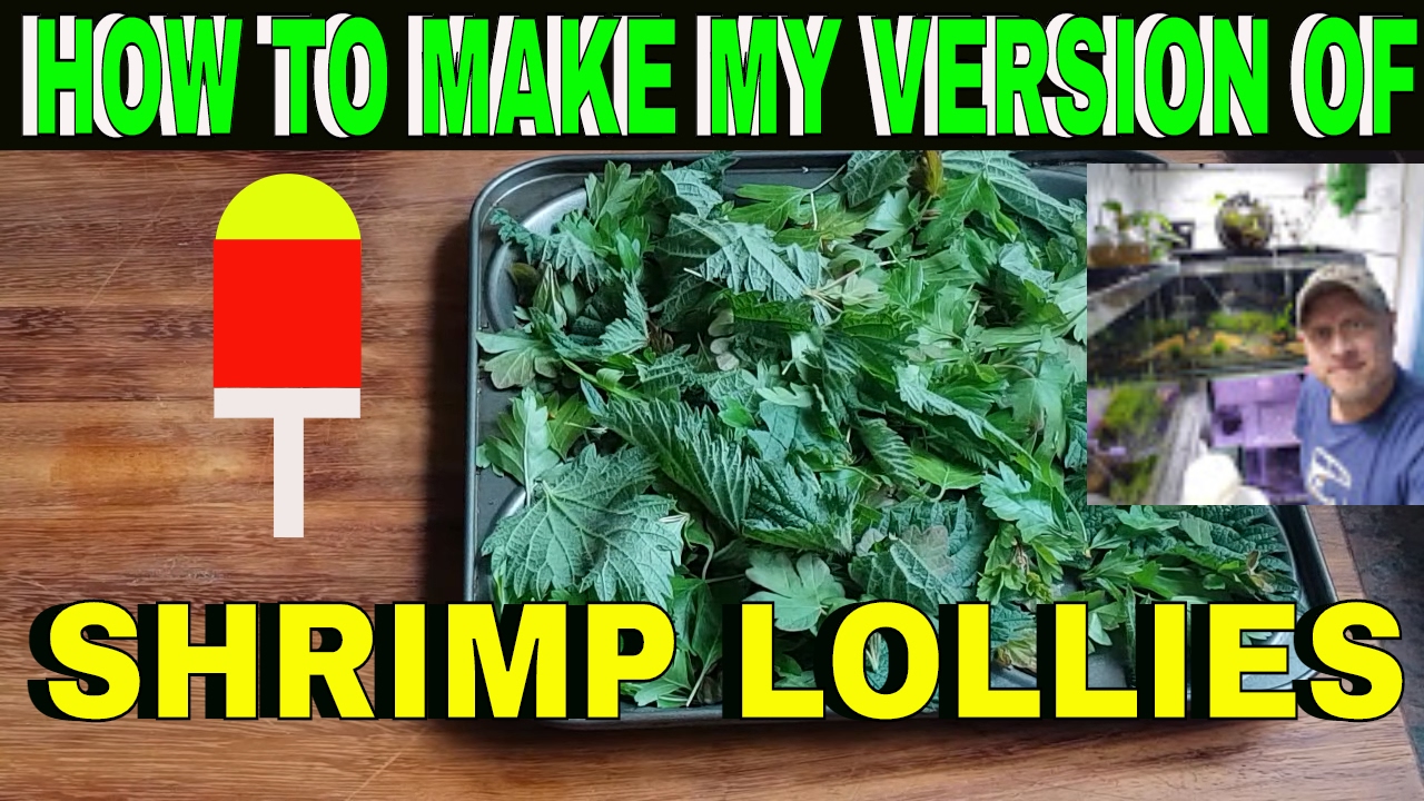 How to make Shrimp lollies
