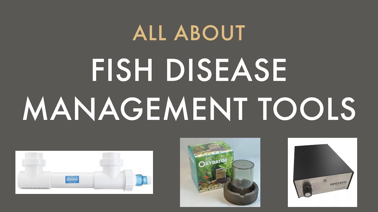 Fish Disease Management Tools