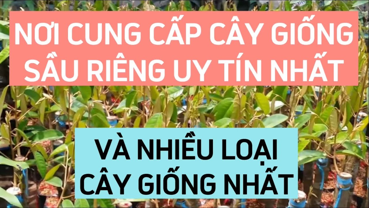 VỰA CÂY GIỐNG ĐĂNG KHOA. NƠI CUNG CẤP CÂY GIỐNG SẦU RIÊNG UY TÍN NHẤT VÀ NHIỀU LOẠI CÂY GIỐNG NHẤT