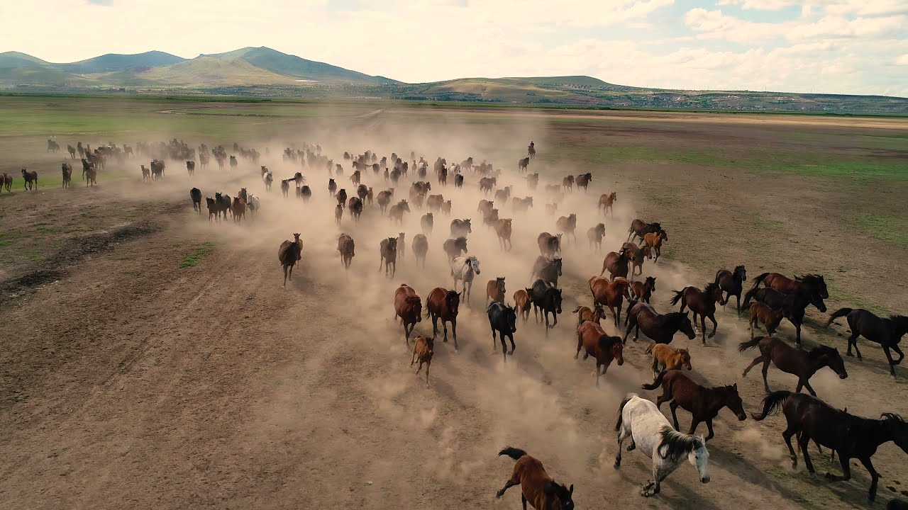 Horses Running Cappadocia | Turkey | 4K