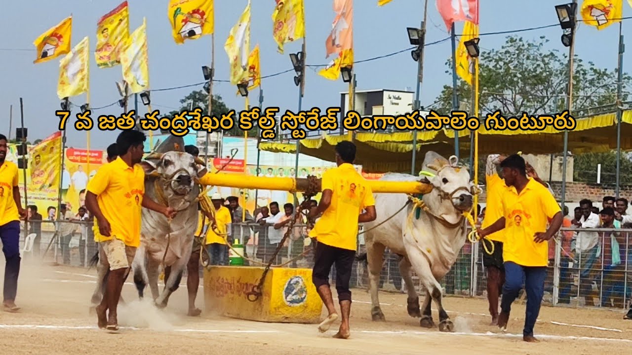 చిలకలూరిపేట జూనియర్ విభాగం 7వ జత