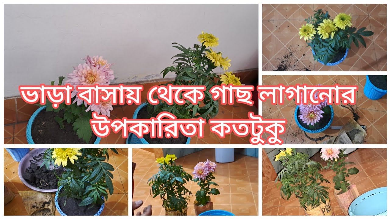 ২০২৫ আমাদের জীবন থেকে চলে যাচ্ছে ২০২৬ কে স্বাগতম শুভকামনা সবার জন্য। daily blog video 