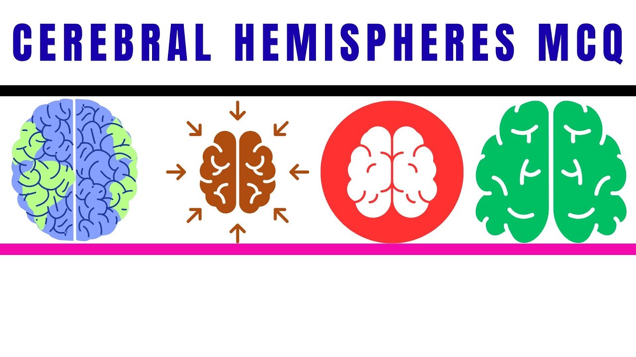 CEREBRAL HEMISPHERES MCQ and Quiz | ANATOMY QUIZ QUESTIONS  | Multiple Choice Questions |