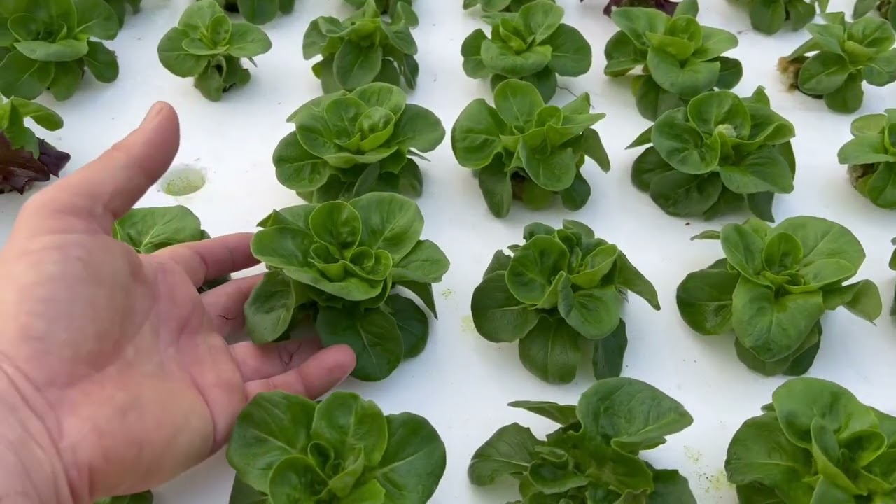 Nursery floating raft system update! Double hydroponic garden production with a little extra space!
