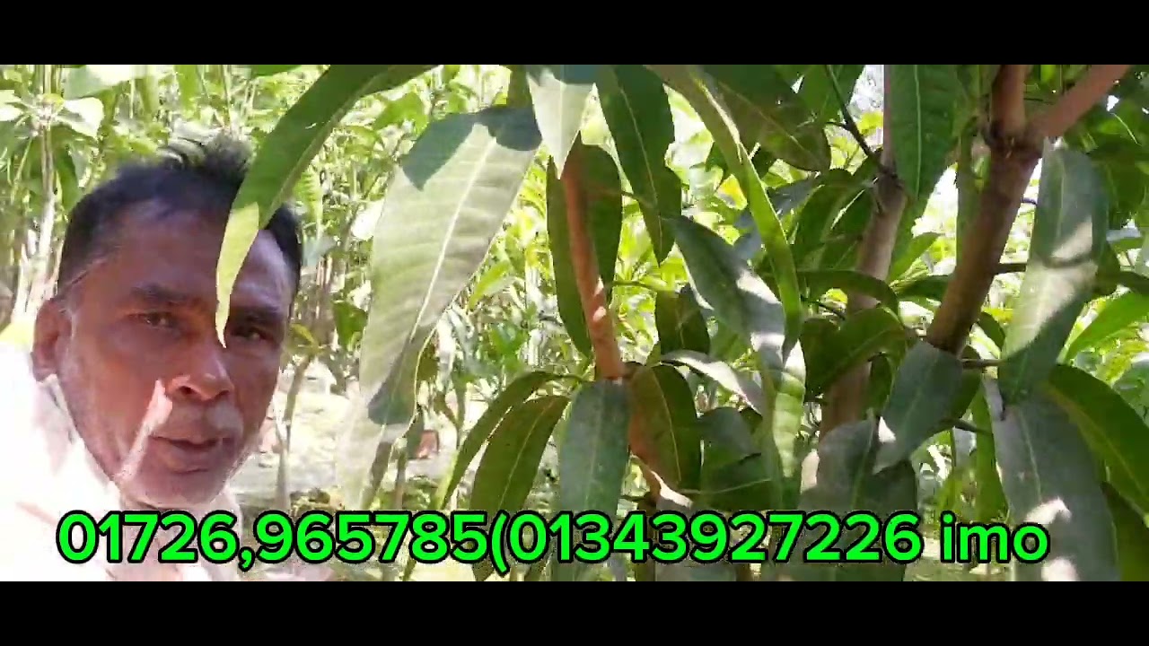 এটা হচ্ছে বোনাই কিং আমের চারা যাদের বড় আমের চারা লাগবে  এই নাম্বারে যোগাযোগ করবেন ৬ ইঞ্চি টপে আছে 