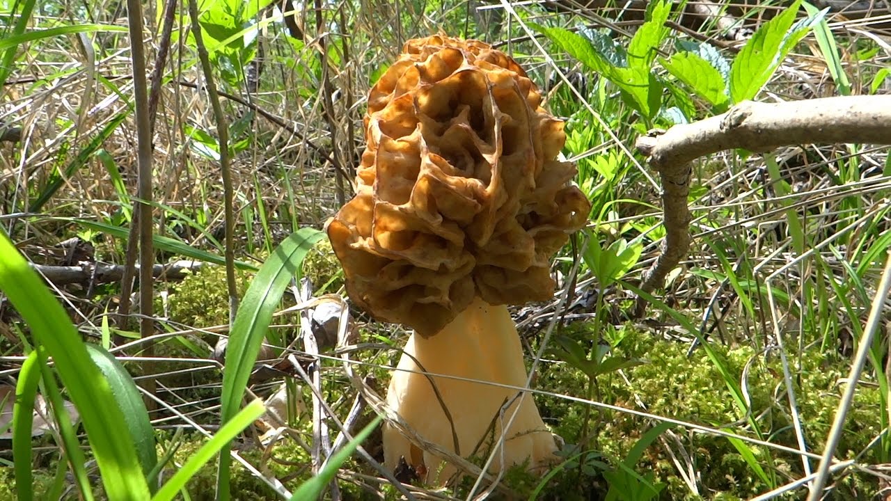 Morchella esculenta mushrooms forest