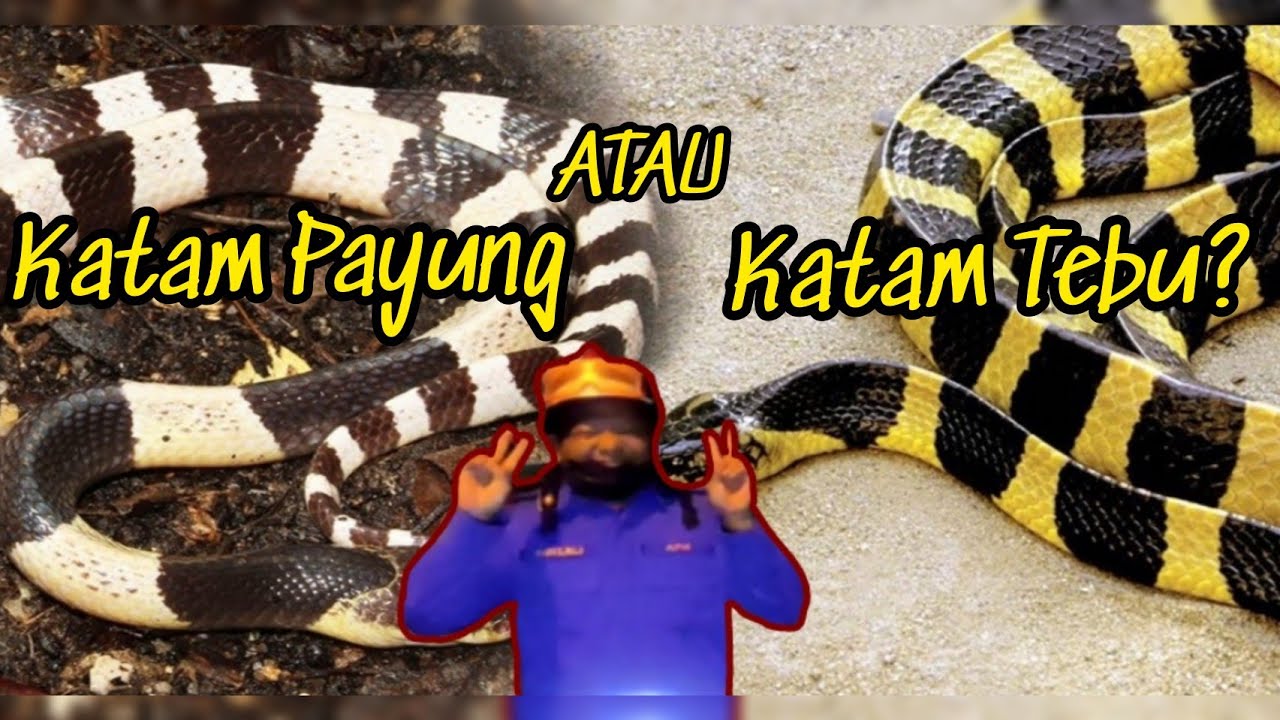 Ular Katam Payung atau Katam Tebu | Belang Hitam Putih/Krim | Ular Silent Killer | Kg Baru Bota