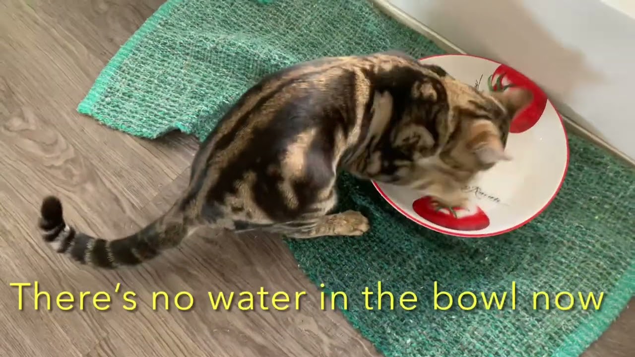 6 month old bengal female kittens and sisters