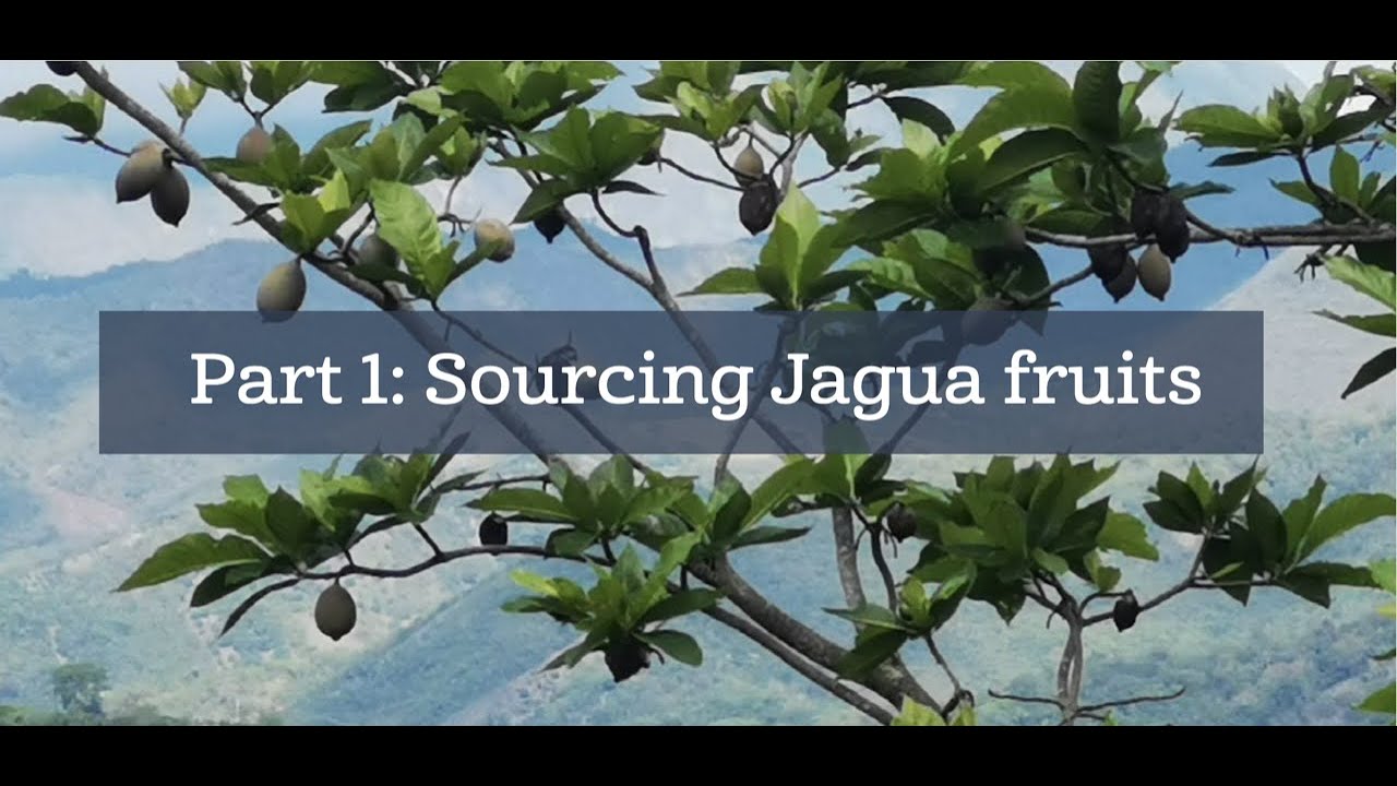 FROM TREE TO TATTOO. Part 1: Sourcing Jagua fruits