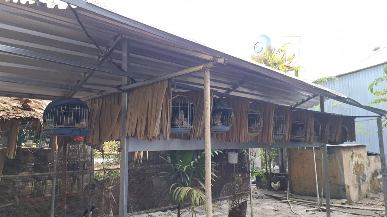Dàn chim cu gáy chào năm mới chia sẽ đến anh em đam mê. VR Birds