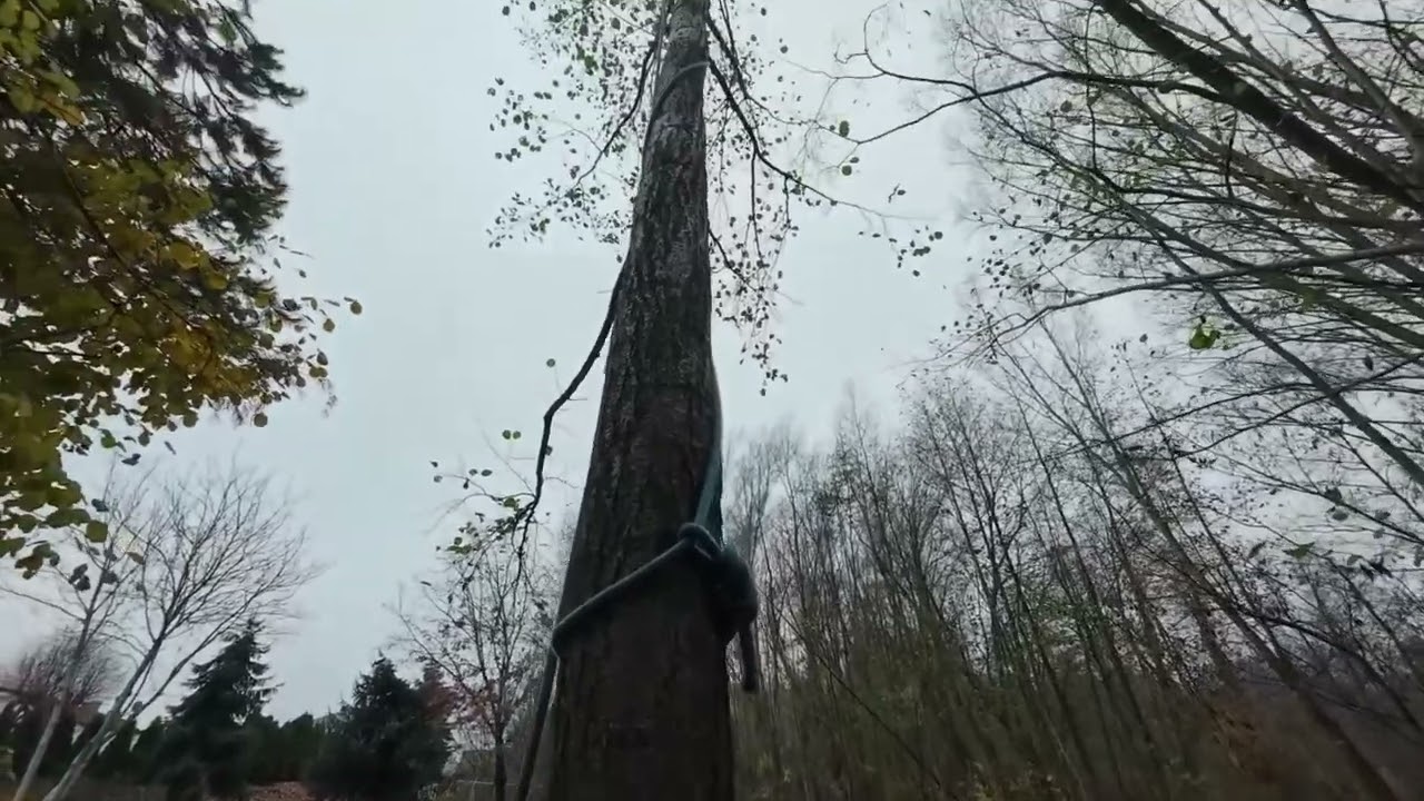 Removal of birch and black alder | Usuwanie brzozy i olchy czarnej #treefelling  # treework 